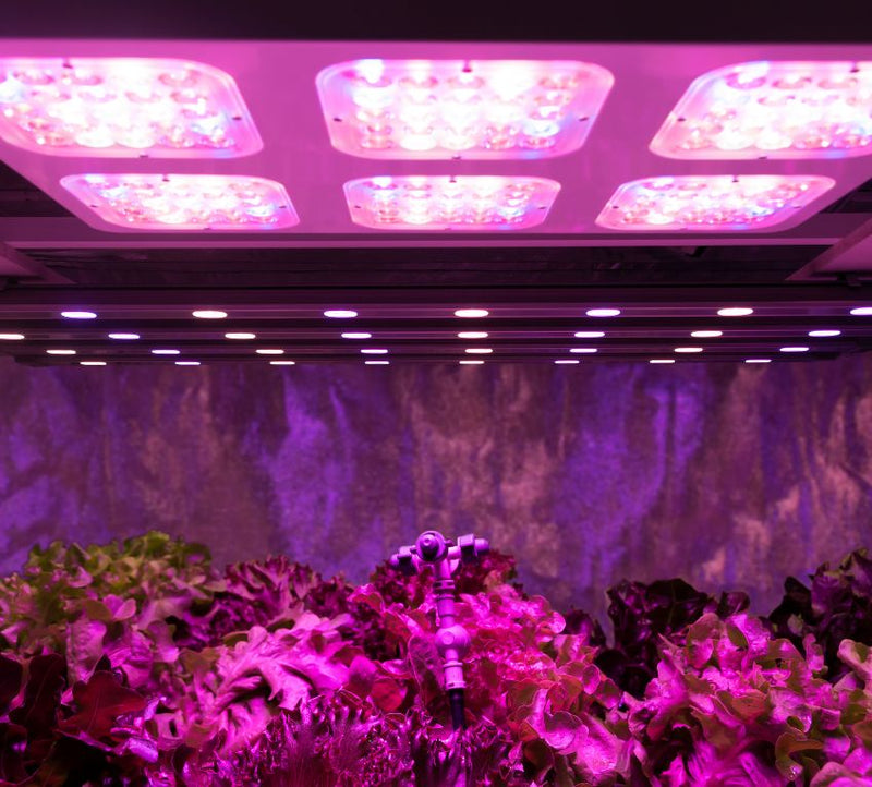 Fact Check: 3 LED Grow Light Myths You Should Know