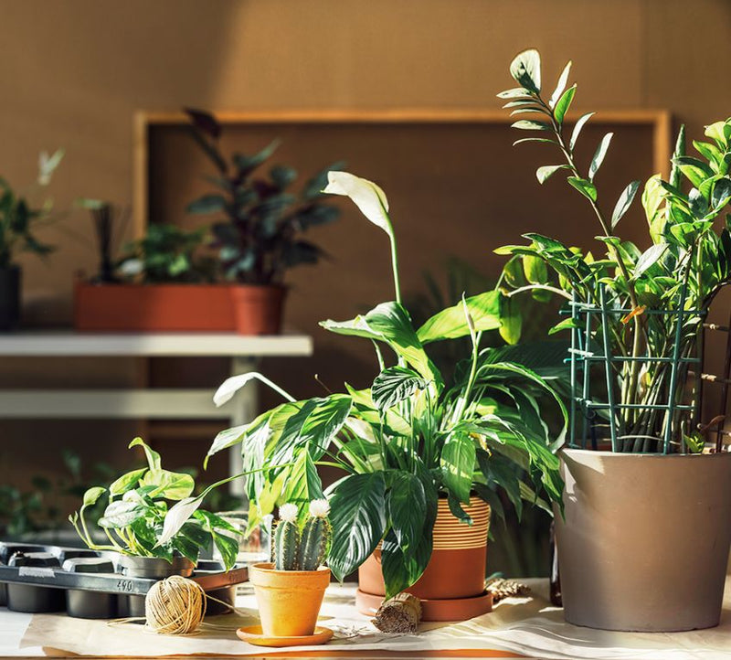 The Benefits of Grow Lights for Your Indoor Plants