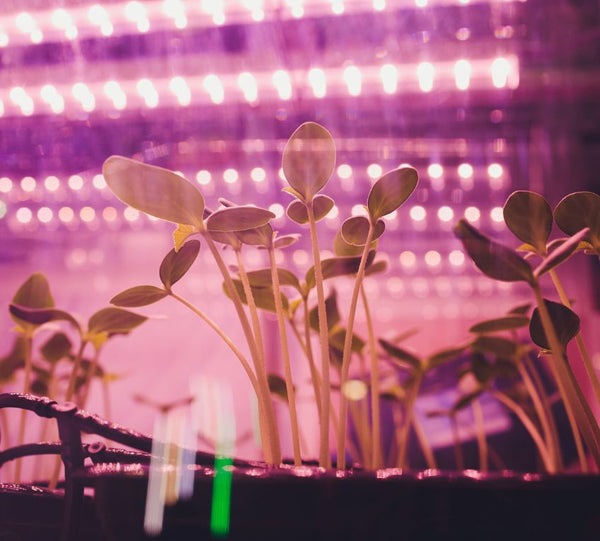 Why Commercial LED Grow Lights Are a Good Investment