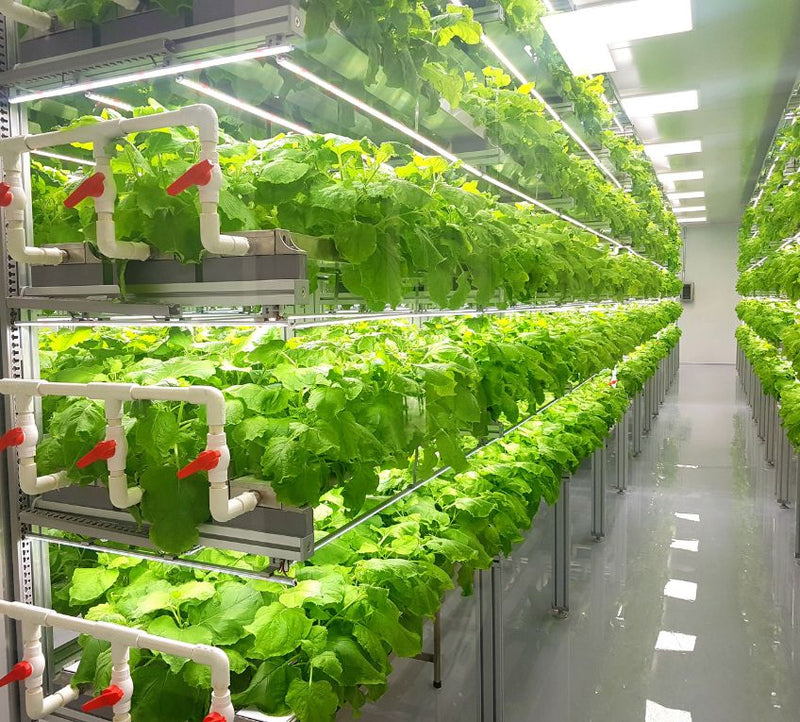 All About Lighting Systems for Vertical Farming